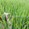 鳶尾 水生鳶尾藍花鳶尾 觀花植物 水生植物 凈化水質(zhì) 河道綠化