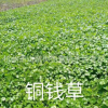 香菇草 ，銅錢草 大量批發(fā)防輻射 水生植物批發(fā) 基地直銷