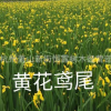 黃花鳶尾 黃菖蒲 旱傘草 水菖蒲 紫嬌花 水生植物基地優(yōu)質(zhì)供應(yīng)
