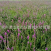 常年供應(yīng)優(yōu)質(zhì)水生植物千屈菜 千屈草 價格低廉 凈化水質(zhì)