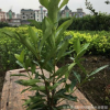 供應(yīng)法國冬青 青珊瑚 批發(fā)灌木綠化工程常綠灌木灌木 綠化法青