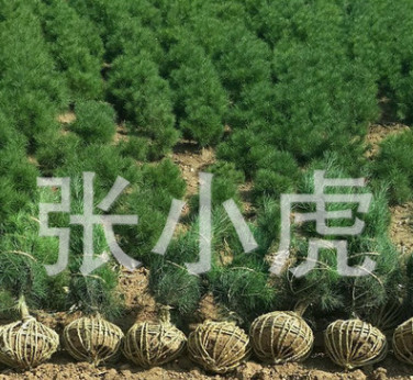 西安市綠嘉苗圃原產地供應各規格白皮松