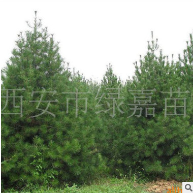 大量供應藍田高品質白皮松 3-5米白皮松 質量保障
