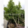 雞爪槭  規(guī)格 品種 齊全 喬木 灌木 精品苗 蕭山苗圃銷