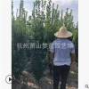 大葉黃楊柱子 大小都有 苗圃 園林 綠化 工程 別墅 蕭山 直銷