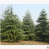 雪松 造型 精品 優(yōu)質(zhì)苗 樹木 城市行道樹 園林 綠化 工程 苗圃