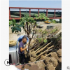 紫薇  土球好 冠幅好 花 灌木 地被 球類 色塊類 草花類
