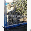 垂絲海棠 1-18公分都有 優質 精品苗 喬木 樹木 園林 綠化工程苗