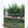 雞爪槭 1-20公分 灌木 喬木 行道樹 規格齊全 園林 綠化 蕭山苗