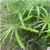 旱傘草 花鏡 濕地 公園 水生 地被 色塊 喬木類 品種 規格 齊全