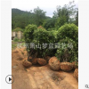桂花  規格齊全 精品苗 造型好 土球好 成活率高 苗圃