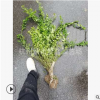 云南黃馨 黃馨小毛球 色塊 毛球 地被 灌木 喬木類 優質 精品苗