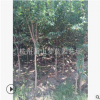 基地直銷 優質 紫薇 百日紅 品種齊全 蕭山 苗木 喬木 灌木 園林