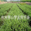 龜甲冬青 土球好 冠幅好 花灌木 地被 球類 色塊類 綠化苗木 園林