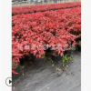 火焰南天竹 大小 都有 品種 規(guī)格 齊全 園林 綠化 景觀 樹木 直銷
