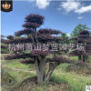 紅花繼木造型樁 精品樹 移栽苗 根系旺 成活率高