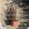 火焰狼尾草 品種 齊全 大小 都有 園林 綠化 工程 蕭山 苗圃