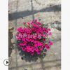 矮牽牛 精品 優質 花卉 庭院 成活率 高 園藝 綠化 直 銷 量多
