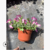 垂釣牽牛花 矮牽牛 花卉 品種 規格 齊全 蕭山 園林 綠化 工程苗