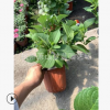 無盡夏繡球 八仙花 精品 優質苗 城市行道樹 根系旺 蕭山 苗木
