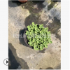 碰碰香 品種 規格 齊全 蕭山 園林 綠化 工程用苗 直銷 成活率高