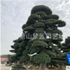 羅漢松 日本羅漢松 庭院 別墅 公司景觀 土球好 冠幅好 成活率高