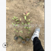 紅葉石楠 小杯 優質 精品苗 品種 規格全 綠化 工程 園林 景觀