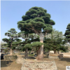 羅漢松 日本羅漢松 庭院 別墅 公司景觀 精品 優質苗 品種 規格全