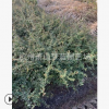 火棘小毛球  都有 土球好 冠幅好 成活率高 蕭山 苗圃