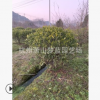 大葉梔子球 園林 綠化 樹木苗木土球 冠幅好 精品