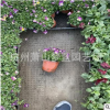 角堇 精品 優質苗 根系旺 成活率高 品種 規格 齊全 庭院 花鏡
