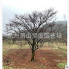 紅楓 園林 綠化 景觀 樹木 成活率 高 精品 優質 苗木