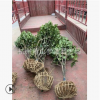 山茶花 土球好 冠幅好 蕭山精品 優質苗 園林 綠化工程