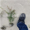 火棘 杯苗 優質 精品 品種 規格 齊全 成活率高 道路綠化苗 園林