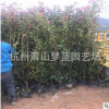 紅葉石楠 籬笆大桶苗 管葉 土球好 冠幅好 精品