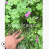 紅花醡漿草 紫葉 高度1-20公分 優質苗 成活 高 園林 綠化 苗圃