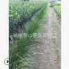 蔥 蘭 紅花 白花都有 左右 規格 品種 齊全 蕭山 苗木 直銷