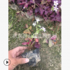 紫葉炸醬草 杯苗 袋苗  品種 規格 齊全 優質 精品苗