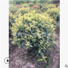 紅葉石楠球 土球好 冠幅好 造型優美 園林 綠化 工程 用苗 蕭山