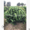羅漢松球 土球好 冠幅好 造型優美 精品苗 園林 庭院 花鏡 綠化苗