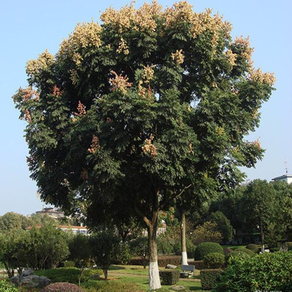 欒樹