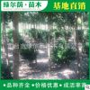 基地批發黃楊球綠化工程 園林風景綠化樹 規格齊全黃楊球量大從優