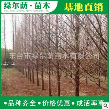 批發水杉樹 規格全 貨源足 水杉樹價格 行道樹