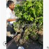 木芙蓉  叢生 苗 綠化 苗木 花卉 庭院 觀賞 直銷