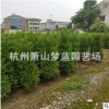 塔柏 檜柏 品種 規(guī)格 齊全 造型好 精品苗 苗圃