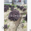 紅花繼木球 都有 觀葉 花 造型 精品苗 園林綠化工程