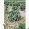 茶梅球  品種 規(guī)格 齊全 土球好 冠幅好 園林 綠化苗