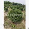 龜甲冬青球 園林 苗圃 樹木 綠化工程用苗 蕭山直銷