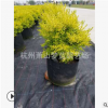 小葉女貞 檸檬之光 大小都有 美植袋精品 花海用苗