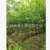 紅玉蘭 白玉蘭  品種齊全 道路行道樹 園林 綠化苗木
